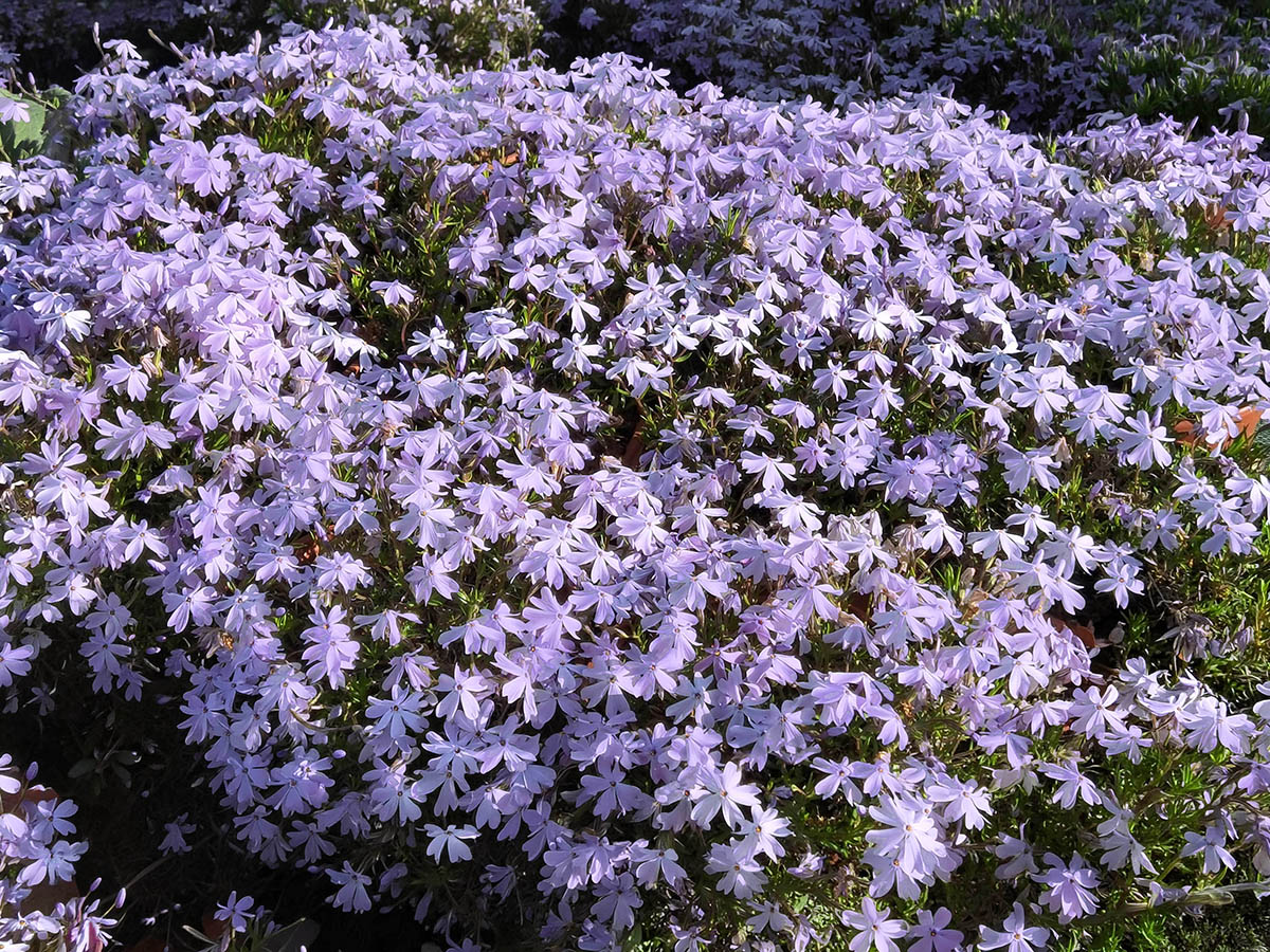 Phlox subulata 'Emerald Cushion Blue' photo